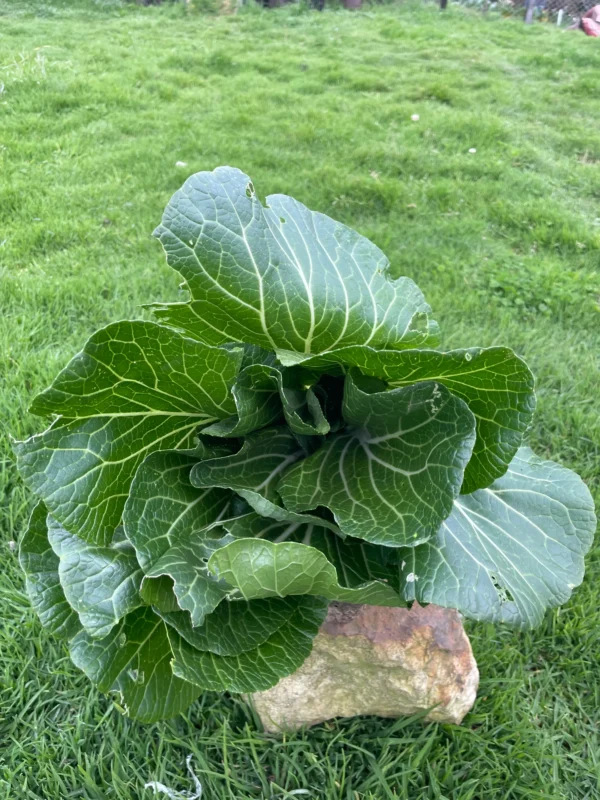 Manojo de acelga china orgánica con hojas verdes grandes y saludables