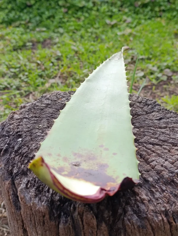 Hoja de sábila recién cortada sobre tronco natural en ambiente rural.