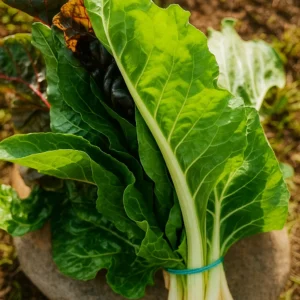 Manojo de acelga fresca cosechada en huerta orgánica.
