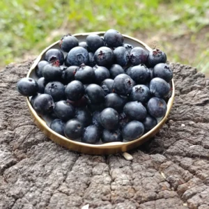 Arándanos orgánicos fuente rica en antioxidantes.