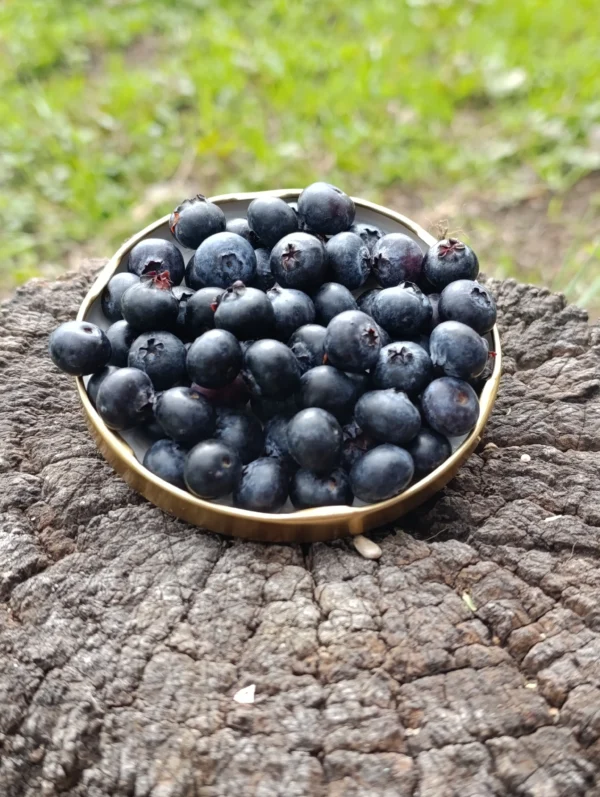 Arándanos orgánicos fuente rica en antioxidantes.