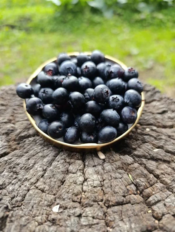 Arándanos orgánicos fuente rica en antioxidantes.