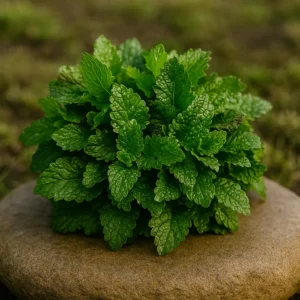 Ramillete de hierbabuena fresca
