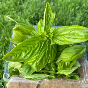 Hojas de albahaca fresca orgánica en empaque reutilizable sobre piedra y fondo de césped natural.