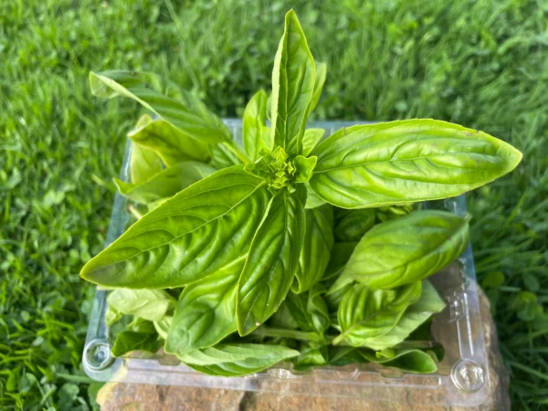 Hojas de albahaca fresca orgánica en empaque reutilizable sobre piedra y fondo de césped natural.