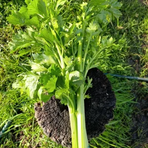 Manojo de apio fresco cultivado de forma natural sobre tronco