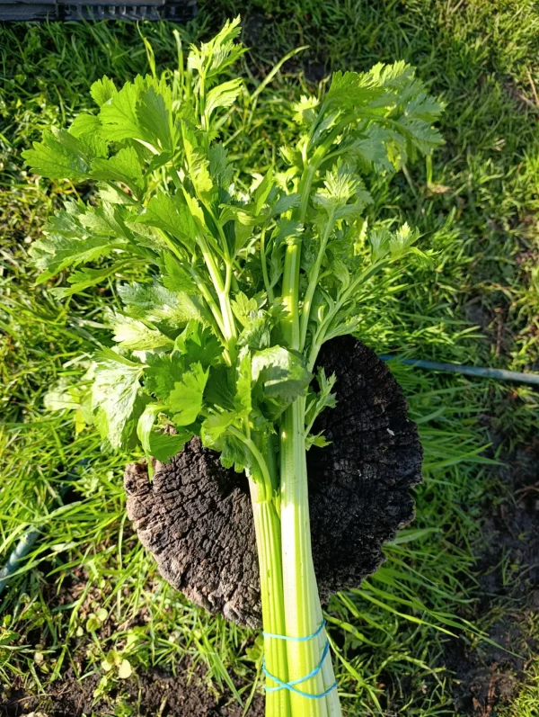 Manojo de apio fresco cultivado de forma natural sobre tronco