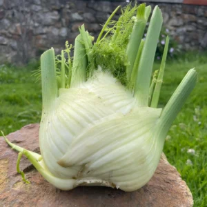 Bulbo de hinojo fresco sobre piedra en jardín, ideal para uso culinario y medicinal.