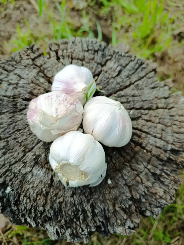 Cabezas de ajo natural, cultivo sostenible sin químicos.