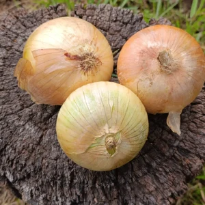 Tebollas cabezonas frescas cultivadas mediante agricultura limpia libre de químicos