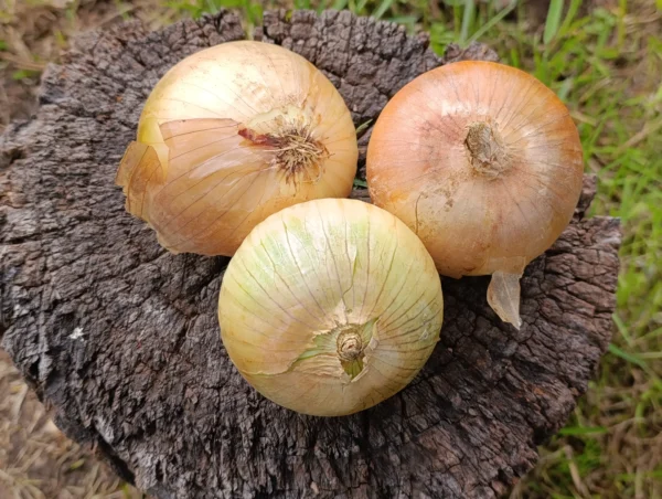 Tebollas cabezonas frescas cultivadas mediante agricultura limpia libre de químicos