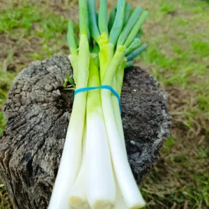 Manojo de cebolla larga fresca cultivada libre de químicos. producción sostenible.