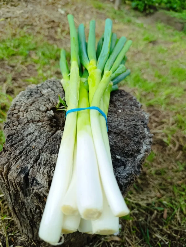 Manojo de cebolla larga fresca cultivada libre de químicos. producción sostenible.
