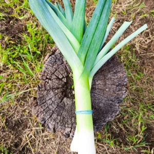 Cebolla puerro fresca