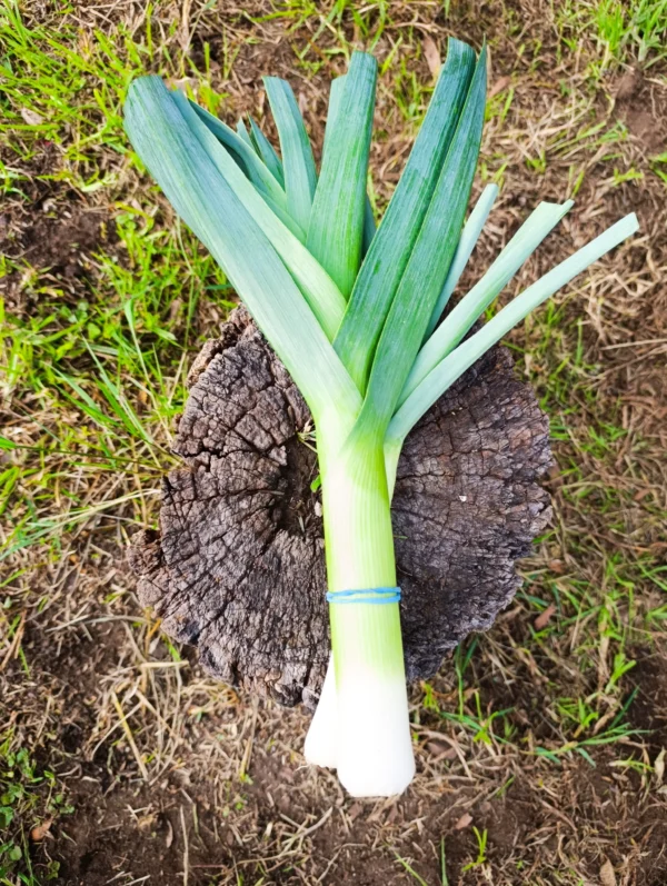 Cebolla puerro fresca