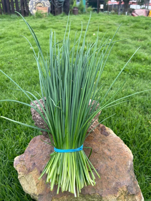 Manojo de cebollín fresco sobre piedra, ideal para cocina saludable y remedios naturales.
