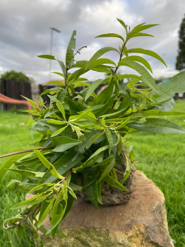 Rama de cidrón fresco sobre piedra, en entorno natural, ideal para infusiones calmantes y uso medicinal.