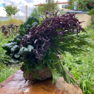 Ramillete fresco de especies asiáticas comestibles como mizuna, pak choi y mostaza morada.