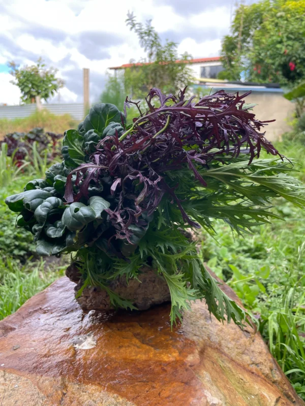 Ramillete fresco de especies asiáticas comestibles como mizuna, pak choi y mostaza morada.
