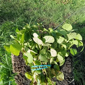 Manojo de espinaca fresca