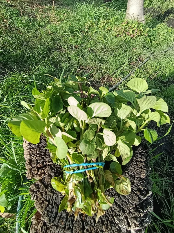 Manojo de espinaca fresca