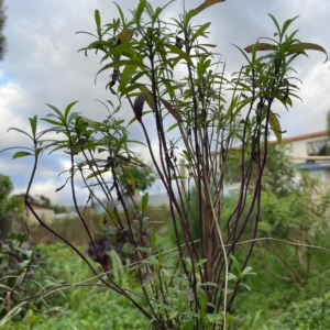 Planta de estragón fresco cultivada de forma orgánica