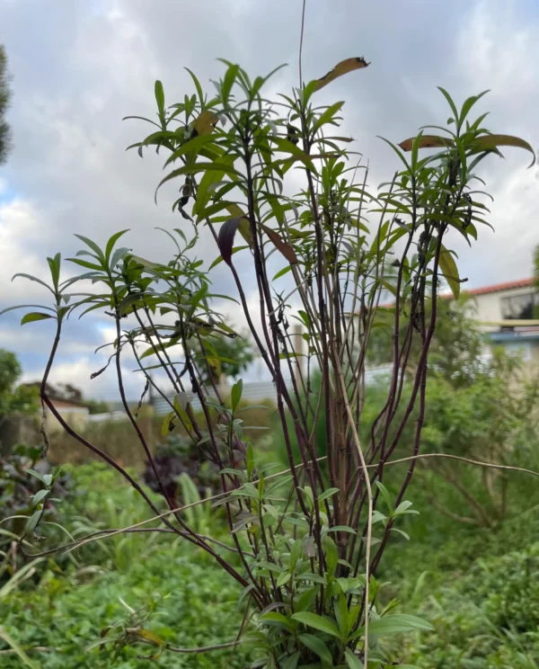 Planta de estragón fresco cultivada de forma orgánica