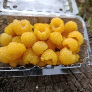 Frambuesas amarillas frescas en bandeja plástica sobre tronco natural.