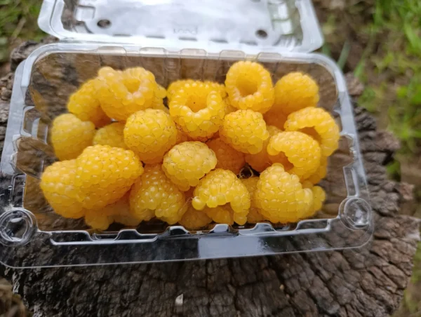 Frambuesas amarillas frescas en bandeja plástica sobre tronco natural.