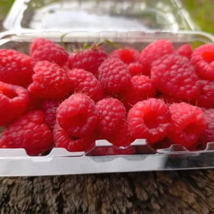 Frambuesas rojas frescas en bandeja reutilizable