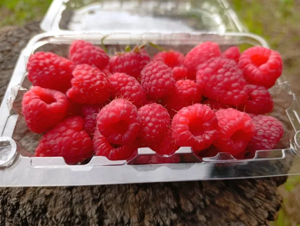 Frambuesas rojas frescas en bandeja reutilizable
