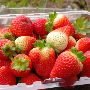 Fresas frescas parcialmente maduras en envase plástico sobre tronco de madera.