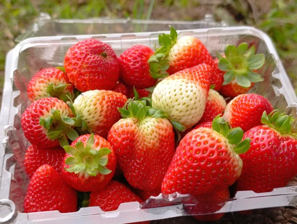 Fresas frescas parcialmente maduras en envase plástico sobre tronco de madera.