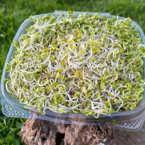 Germinado de mostaza orgánico en envase plástico transparente sobre fondo natural, ideal para alimentación saludable.
