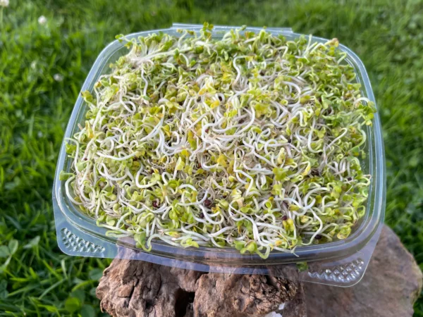 Germinado de mostaza orgánico en envase plástico transparente sobre fondo natural, ideal para alimentación saludable.