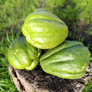 Guatila fresca, vegetal natural cultivado sin agroquímicos.