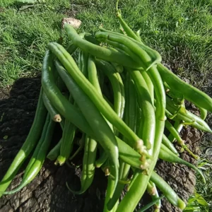 Habichuelas verdes orgánicas frescas sobre tronco rústico al aire libre.