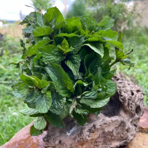 Ramillete de hierbabuena fresca sobre madera natural, ideal para infusiones, cocina y bienestar.