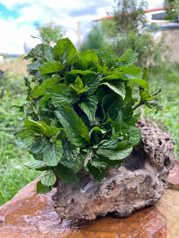 Ramillete de hierbabuena fresca sobre madera natural, ideal para infusiones, cocina y bienestar.