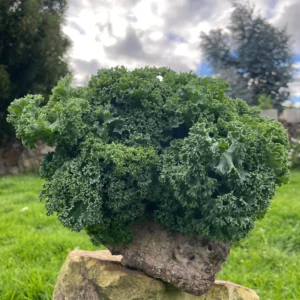 Ramillete de kale crespo cultivado de forma natural sobre fondo verde al aire libre.