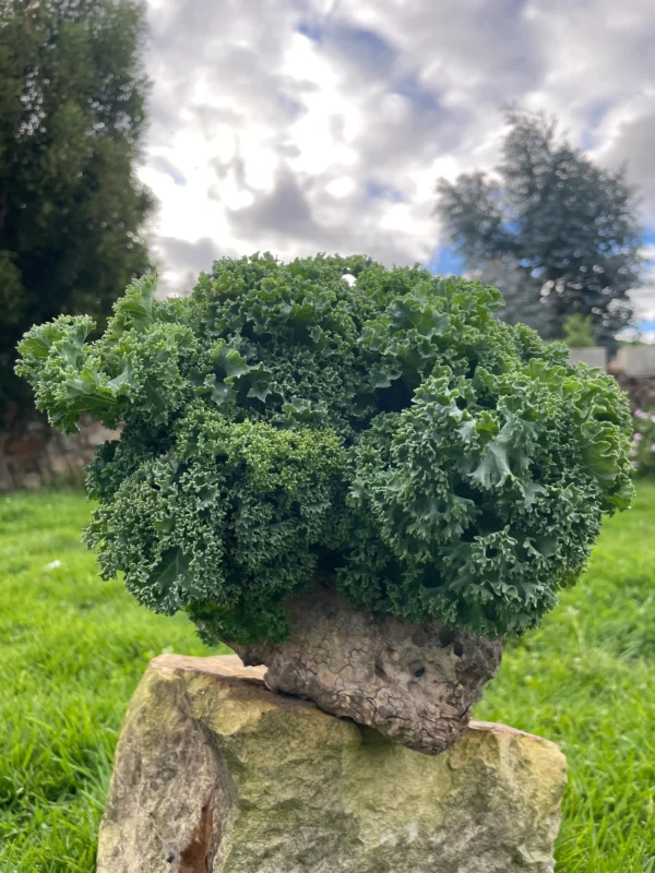 Ramillete de kale crespo cultivado de forma natural sobre fondo verde al aire libre.