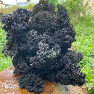 Kale crespo morado fresco cultivado de forma agroecológica sobre piedra húmeda en entorno natural.