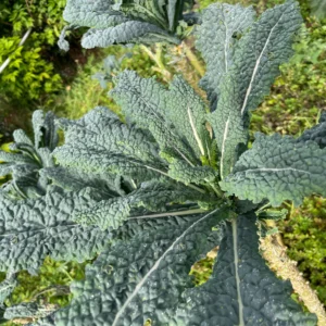 Planta de kale liso o toscano cultivada de forma natural con hojas frescas y rugosas.