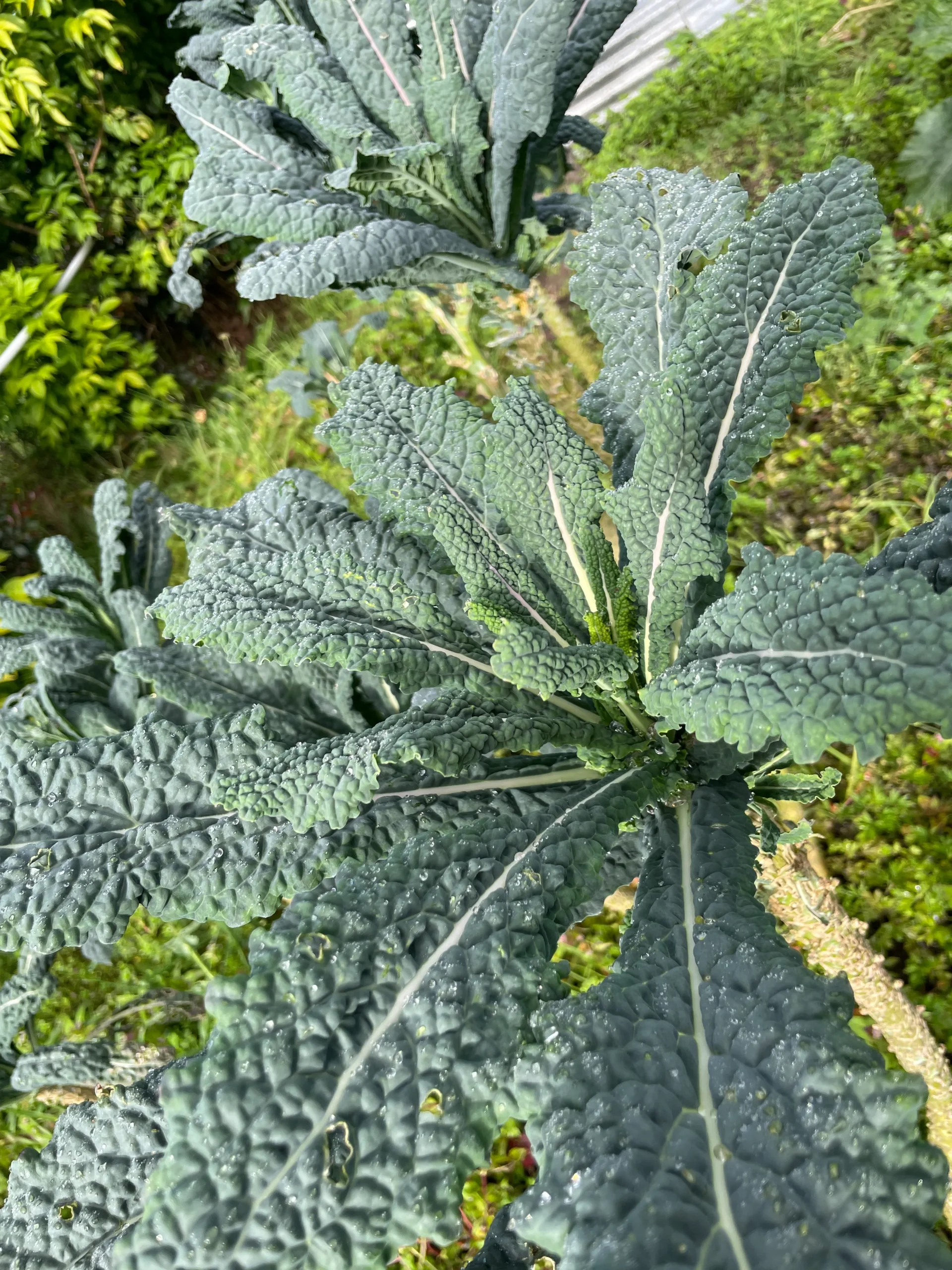 Planta de kale liso o toscano cultivada de forma natural con hojas frescas y rugosas.