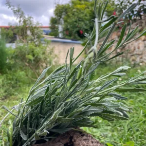 Ramillete de lavanda fresca sobre tronco en ambiente natural con fondo verde.