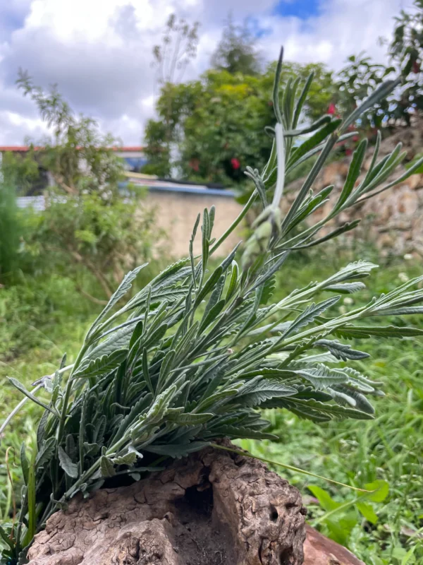 Ramillete de lavanda fresca sobre tronco en ambiente natural con fondo verde.