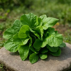 Lechuga lisa orgánica cultivada sin químicos, ideal para alimentación consciente y saludable.