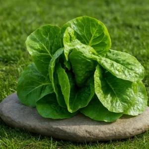 Lechuga lisa orgánica cultivada sin químicos, ideal para alimentación consciente y saludable.