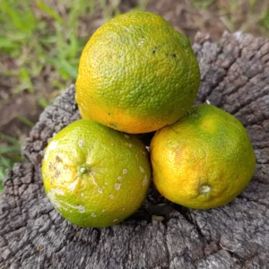 Limones mandarinos frescos