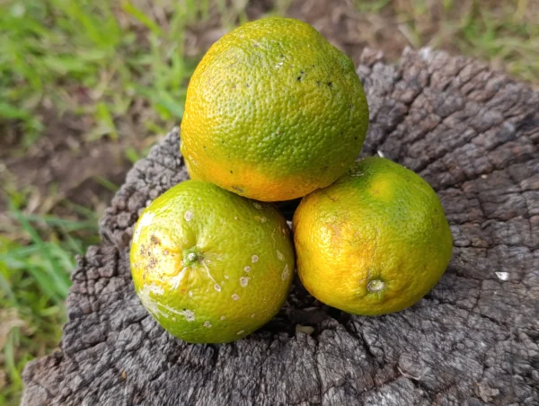 Limones mandarinos frescos
